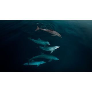 Квадрокоптер DJI Mavic 3 Thermal (Universal Edition), изображение 8