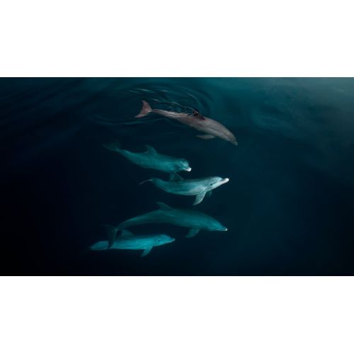 Квадрокоптер DJI Mavic 3 Thermal (Universal Edition), изображение 8