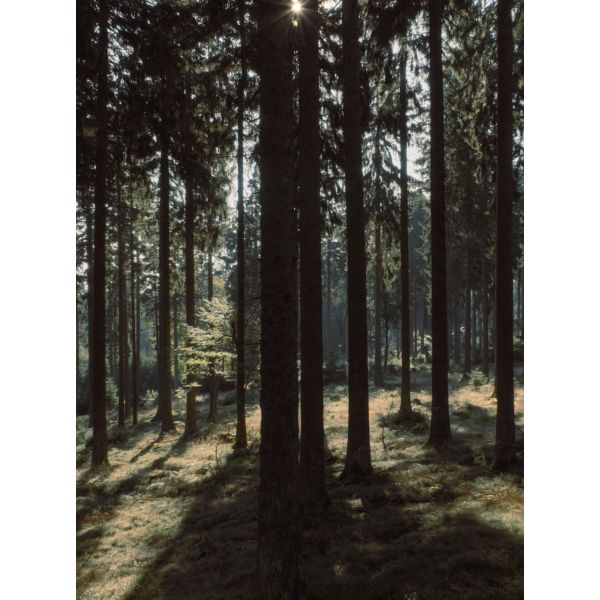 Квадрокоптер DJI Mavic 3 Тушка Only Drone, изображение 13